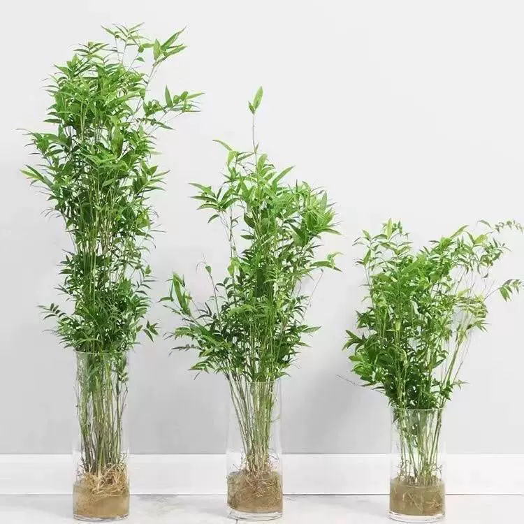Нефритовый Гуаньинь, бамбуковая гидропонная ленивая гидропонная растительность, домашняя гостиная, офис, очищает воздух, проста в обслуживании и проста в обслуживании.