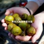美国嫁接庭院薄壳果苗