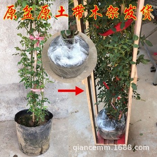 Wholesale Variety Ouyue Multi-Flowered Rose Seedlings, Flowering Vine Rose Seedlings, Climbing Vine Florals, Longsha, Free Shipping