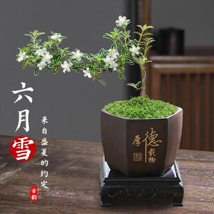 June Snow Bonsai Plant Indoor Flower Potted Living Room Office Desktop Small Green Plant Easy to Feed with Golden Edge Double Petals