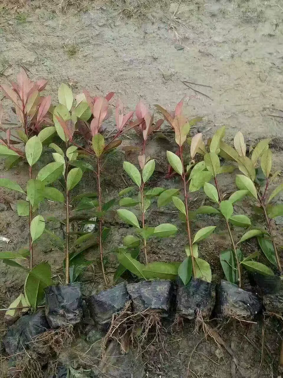 База Red-Leaf Photinia Xiaoshan Прямые продажи Красный лист Photinia Ball Большая Чашка Фотиния Маленькая Чашка Фотиния Столб Скидка