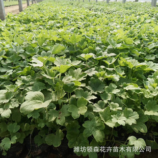 Large-Flowered Delphinium Perennial Florals and Easy-To-Live Florals for Park Greening and Sea of ​​Flowers Qingzhou Flower Base Wholesale
