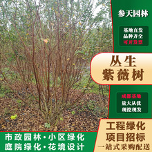 丛生紫薇树批发高度冠幅350~500公分可选工程绿化乔灌木基地
