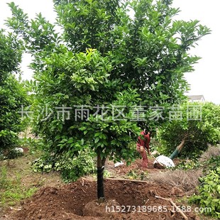 �������Ә� �G���е���12���ֵ��㙴 ���� �������l ؛Դ����