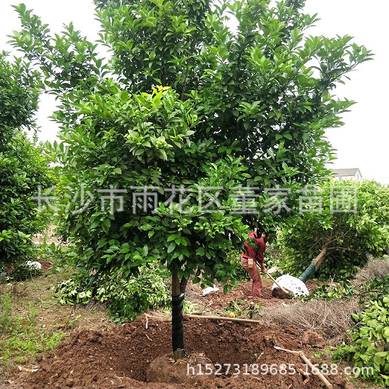供应柚子树 绿化行道树12公分的香橼 香泡 量大批发 货源充足