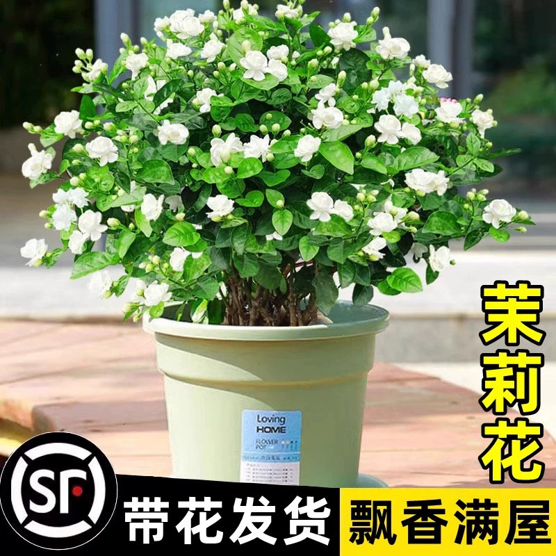 Рассада жасмина в горшке с цветочными бутонами