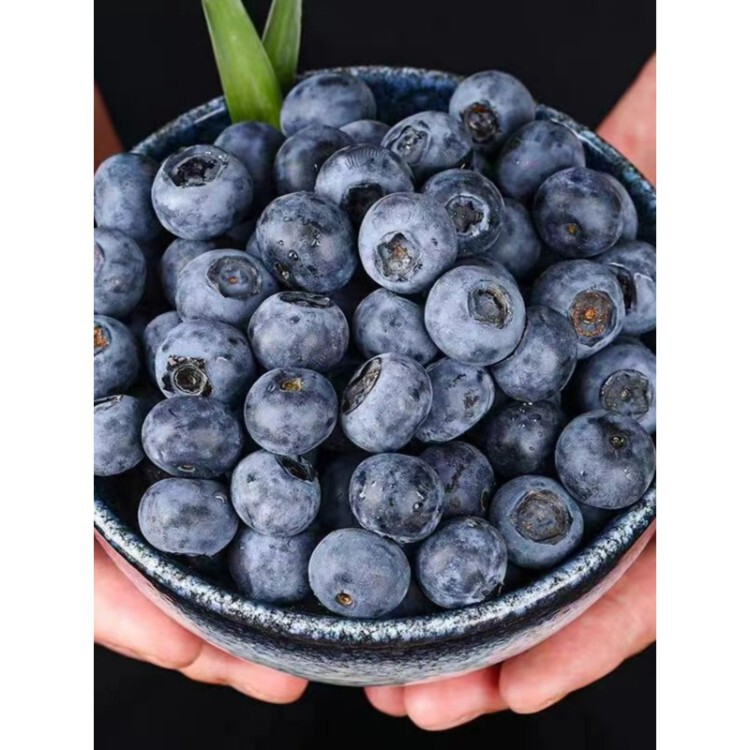 Freshly Picked and Shipped from Yunnan, Seasonal Blueberries, Suitable for Pregnant Women, Sweet and Sour Large Fruits, Directly from the Orchard, Free Shipping Freshly Picked and Shipped from Yunnan, Seasonal Blueberries, Suitable for Pregnant Women, Sweet and Sour Large Fruits, Directly from the Orchard, Free Shipping