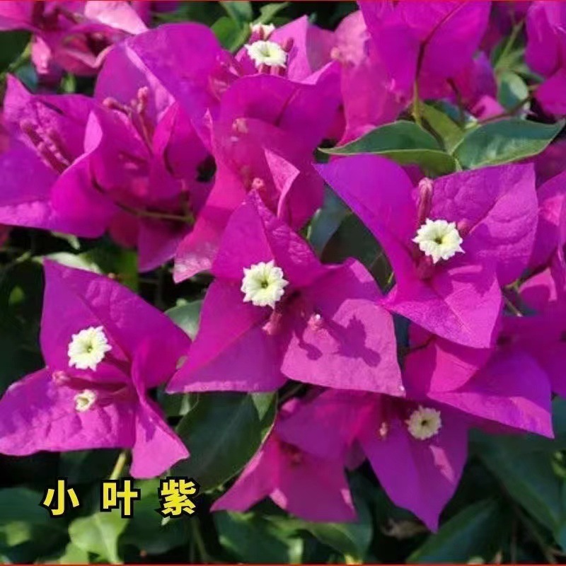Leaflet violeta