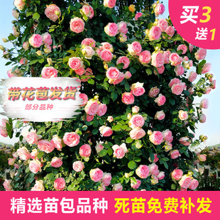 һ�����l�ٱ��¼��󻨝����ļ��_���Nޱ����������Ԯֲ��ͥԺ�̨