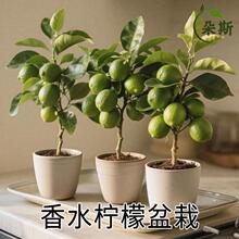 ��ˮ���ʘ�������Ԏ�����ʳ���̨ͥԺ�Nֲ�ļ��Y���V�|��������