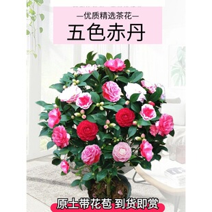 һ�����l����ɽ�軨���Ԏ�������ɫ�൤����ֲ���҃Ⱥ��B�軨����