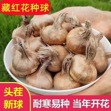 番红花家庭园艺耐寒植物球根花卉藏红花种球苗种子室内外盆栽花卉