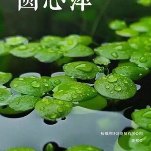 ˮ�ݸ�Ƽ�A��Ƽ����ˮ�|ˮ��GֲͥԺ�k�����~�r�����쾰Ư��ˮ��