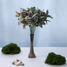 ����֦�~ֲ�����ϼپGֲ�����~�Ӳ廨���ԾG�}���W�L����Gֲ���l