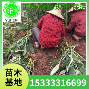 Wholesale Aquatic Plants, Flowers, Water Caladiums, Arrowroot Flower Seedlings, Potted Wetland Greening Landscapes, Large Quantity Discounts