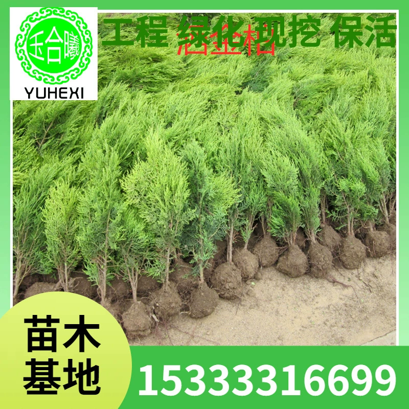 Оптовая база золотых кипарисов, саженцы для зеленения, саженцы для дворовых и парковых дорожек, золотые кипарисы