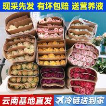 云南鲜花基地直发玫瑰花花束便宜花材直批水养家庭插花玫瑰保鲜剂