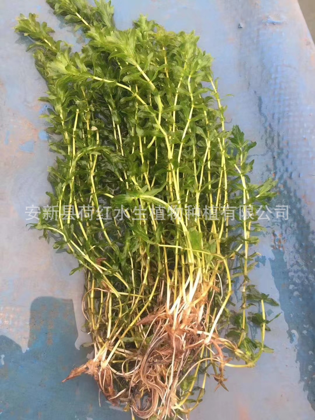 423b0f86c6e9bd56cfe4ec71fce219