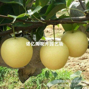 �S��������ɰ��޽���ɳ������殔��Y���ϱ����N�Nֲ��������