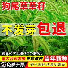 狗尾草草籽种子披碱草野草种杂草种籽耐旱荒山绿化护坡牧草多年生