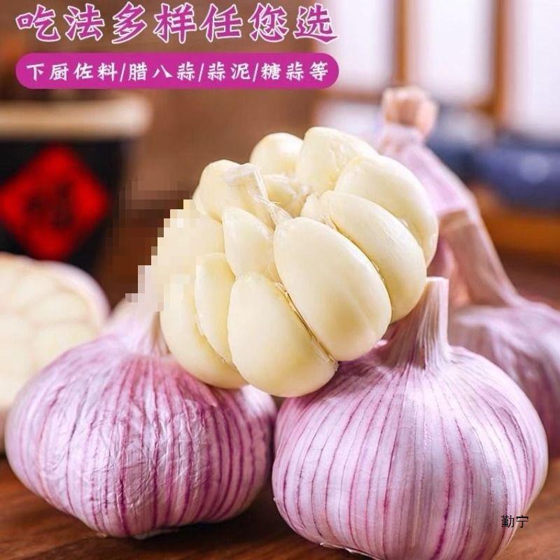 紫皮と赤皮の新鮮なニンニク、金郷の値下げ、山東省の乾燥ニンニク卸売|undefined