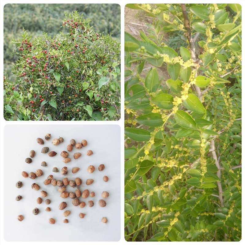 酸枣种子林木种籽四季景观绿化工程观叶种籽小酸枣树种子山枣种子