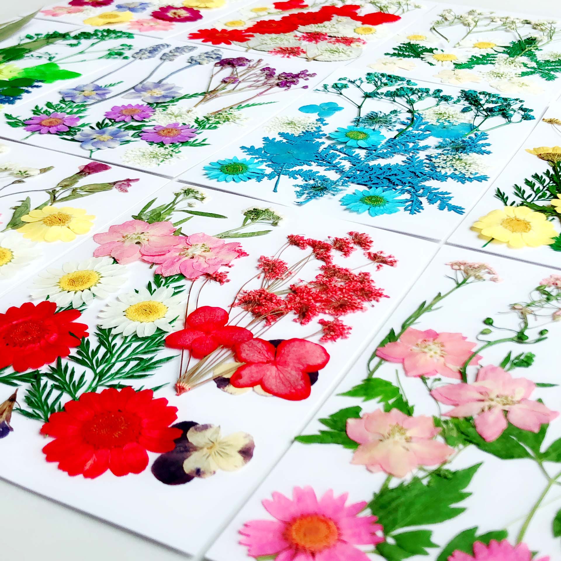 Paquete de material en relieve jardín de infantes en relieve DIY marcador epoxi flor seca caja del teléfono en relieve planta muestra