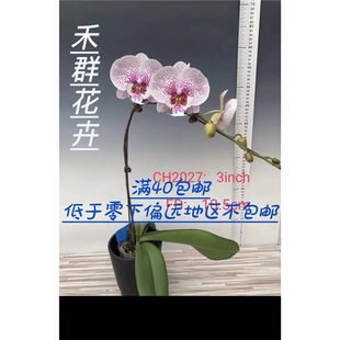 ��Ⱥ�����m����1.7��С�羚�������ֱ�l������