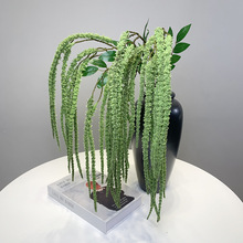 ����ֲ��12�洹����Ȼ�Gֲ���滨�b���ֲ�q���ٻ�cܛ�b�廨