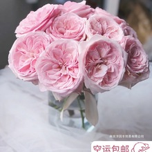 玫瑰花鲜花云南基地直发家用粉荔枝玫瑰插花昆明斗南花卉鲜切花