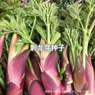 ����ѿ�N�Ӄ��|����ѿ�N����ɫɽҰ�˴̰�ѿ�ѷN�ļ��߲˷N��