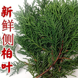 新鲜侧柏叶干侧柏叶洗发测柏叶洗头侧伯叶粉侧柏叶好货-阿里巴巴