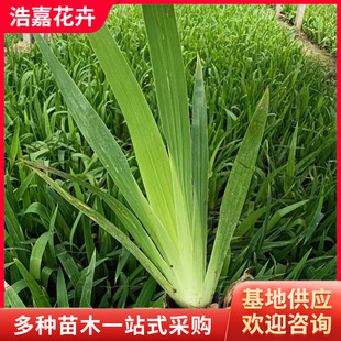 Blue Flower Iris Potted New Seedlings Evergreen Flower Greening Project Seedlings Aquatic Banana Tree Drought-Resistant Iris Blue Flower