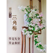 ����÷���԰�����������t�G�����h֦�����҃��̨�͏d�_����ֲ��