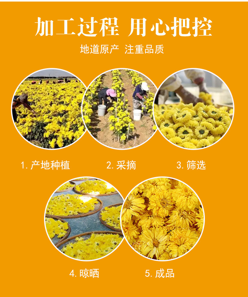 Chrysanthemum Flower Collection (Chrysanthemum morifolium) — Dried Herbal Tea Assortment preparation