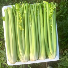 �a��ֱ�l���r�F������ˮ���۲�ȥ��ȥ���~����ե֭���賴�˰�ˮ�