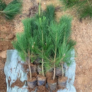 ����NҎ�񡿾G����ľ�ɘ����С��ͥԺ��������ɘ����ļ�������