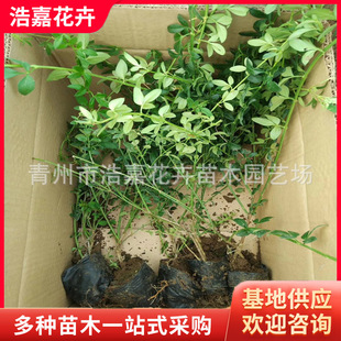 ���֦ӭ�� ����ӭ���� ���̾G����ľ �̓r��������l