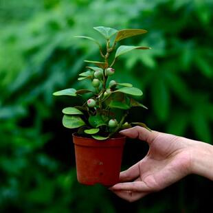 Xiaopan Bodhi Potted Plant with Fruits (5-10 Fruits) Is Easy to Grow Indoor Green Plants to Purify the Air, Prevent Radiation and Absorb Formaldehyde Flowers