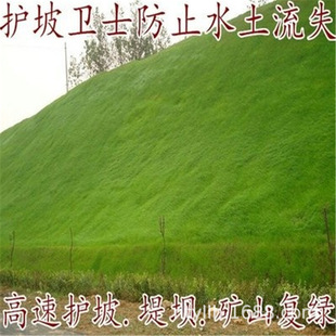 Carpet Grass Lawn Seeds Grass Seeds All Year Round Evergreen Slope Protection Bermudagrass Ryegrass Manila Leather Seeds Courtyard Greening
