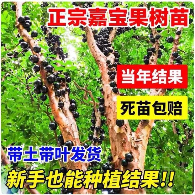 嘉宝果树苗沙巴四季红飞艾斯卡嘉宝果树葡萄盆栽地栽南方水果种植