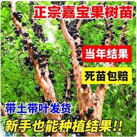 嘉宝果树苗沙巴四季红飞艾斯卡嘉宝果树葡萄盆栽地栽南方水果种植