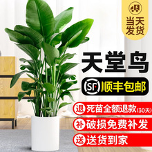 天堂鸟盆栽室内客厅大型绿植办公室大叶植物花卉鹤望兰去甲醛新房