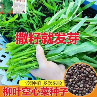 Water Spinach Seeds, Four-Season Vegetable Seedlings, Rapeseed Vegetables, Large-Leaf Water Spinach Seeds, Farmhouse Potted Plants