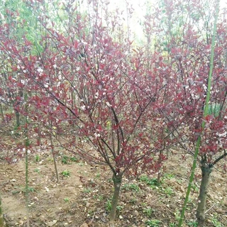 街道工程绿化紫叶矮樱树苗 基地批发彩叶花灌木 园林绿化紫叶矮樱
