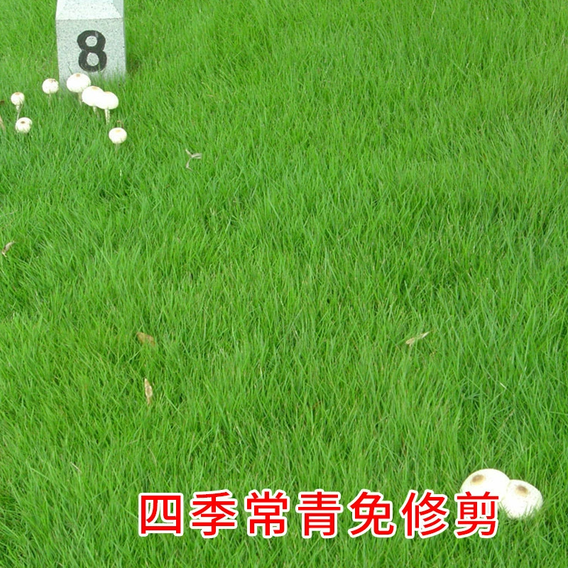 Семена гномов Бермуды вечнозеленые в любое время года, засухоустойчивые и устойчивые к подтаптыванию, семена газонной травы для защиты склонов и фиксации почвы для зеленения двора.