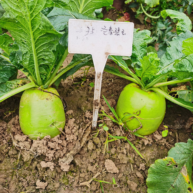 8579c3507554158d61347e0aa1d9b1