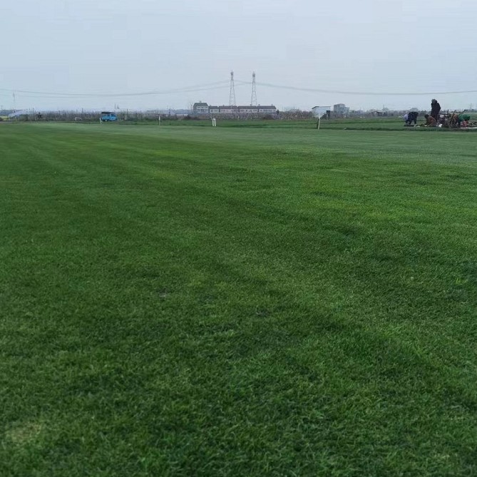 基地大量批发果岭草四季青草台湾青混播黑麦草草坪