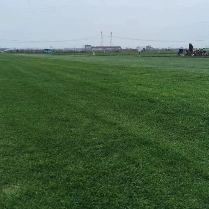 Оптовая база искусственной травы для гольфа, четырехсезонной зеленой травы, тайваньской зеленой смесовой травы для газонов