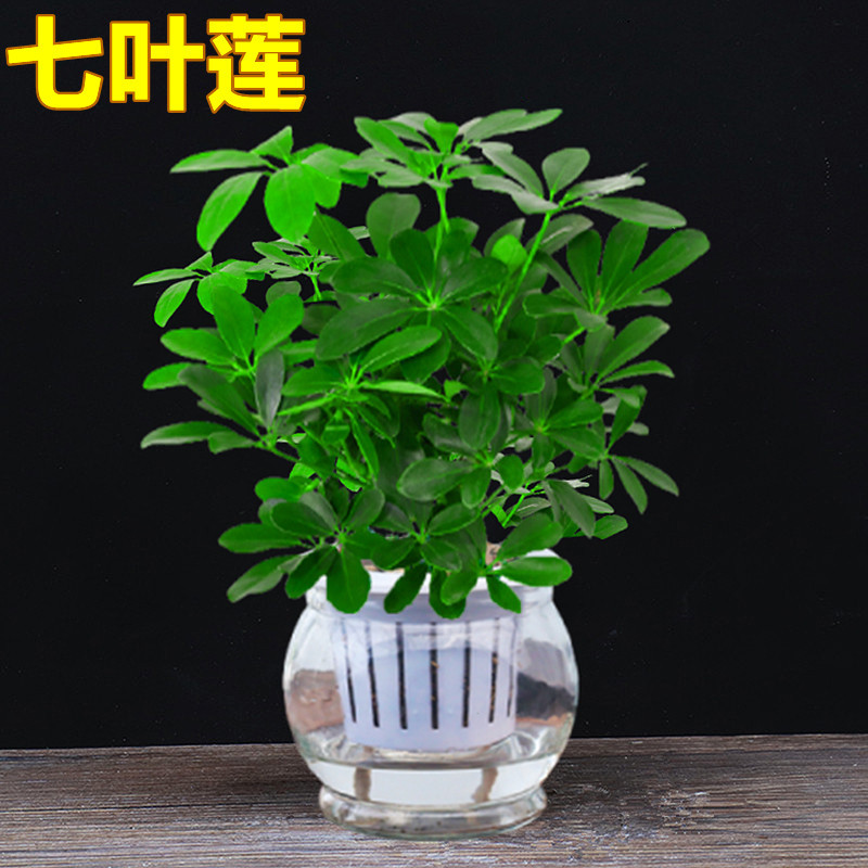 [메인사진] 바팡라이카이 4그루(12D유리+세람사이트) + 영양액